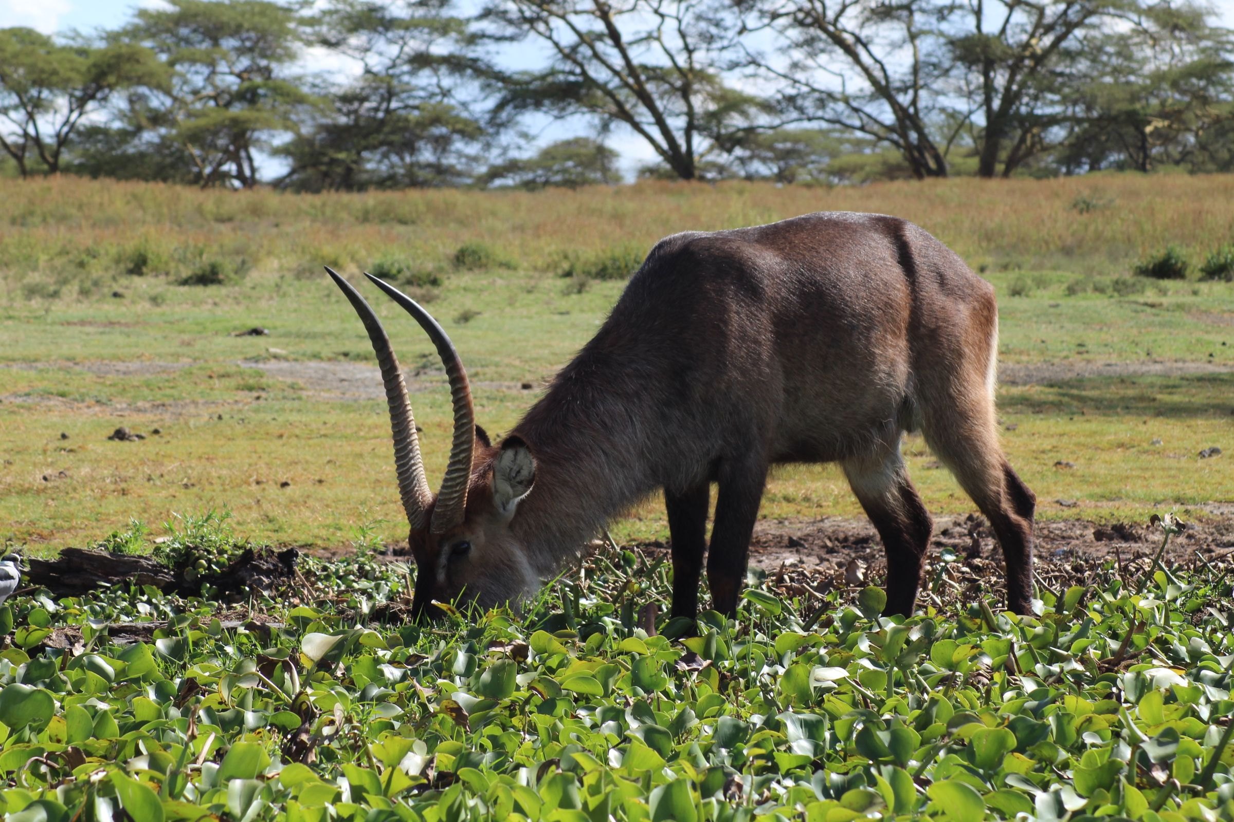 A waterbuck grazing by Lake Naivasha