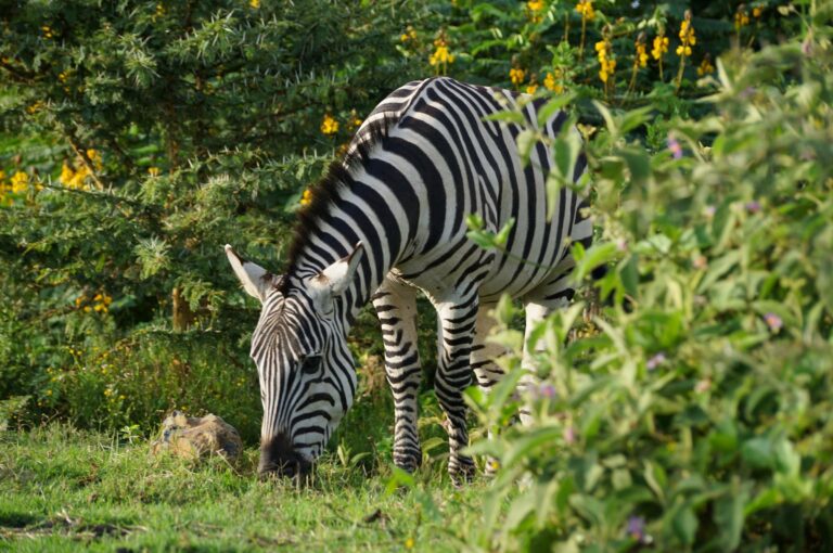 A zebra grazing at Naivasha