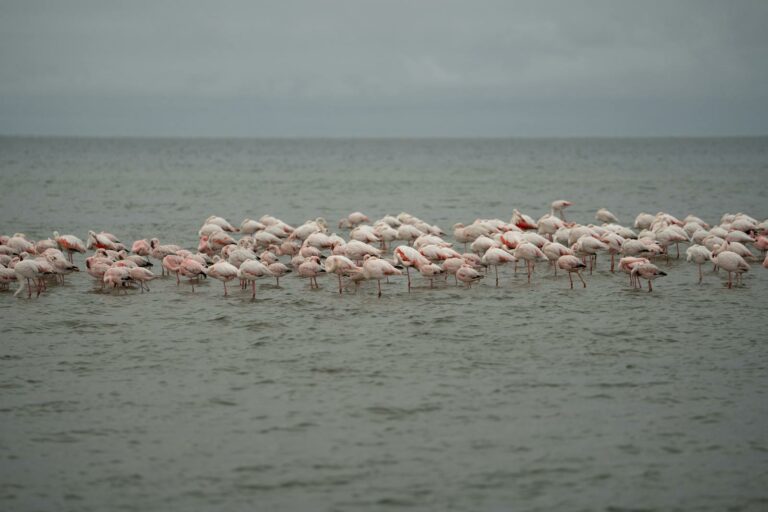 Skeleton Coast & Swakopmund