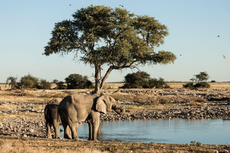 Elephants at a waterhole in Namibia