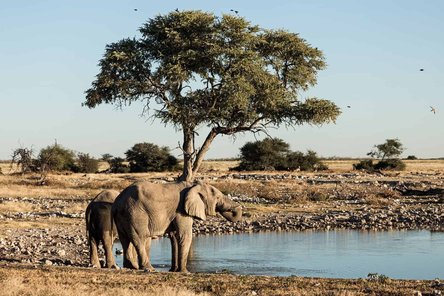 Elephants at a waterhole in Namibia