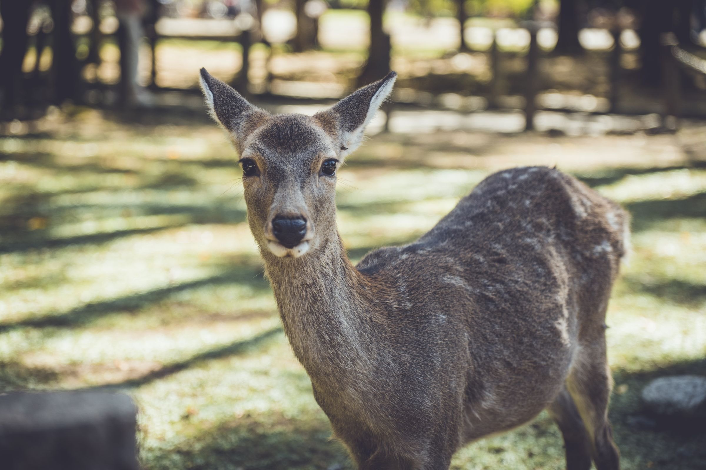 A sika deer in Nara Park