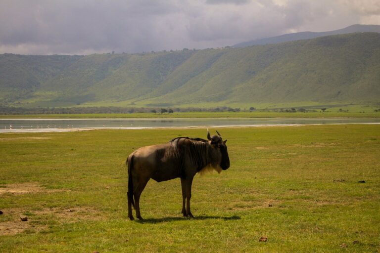 A wildebeest in the grasslands of the Ngorongoro Crater