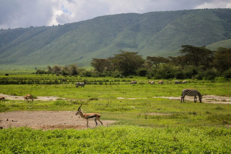 Zebras and gazelles in the Ngorongoro Crater