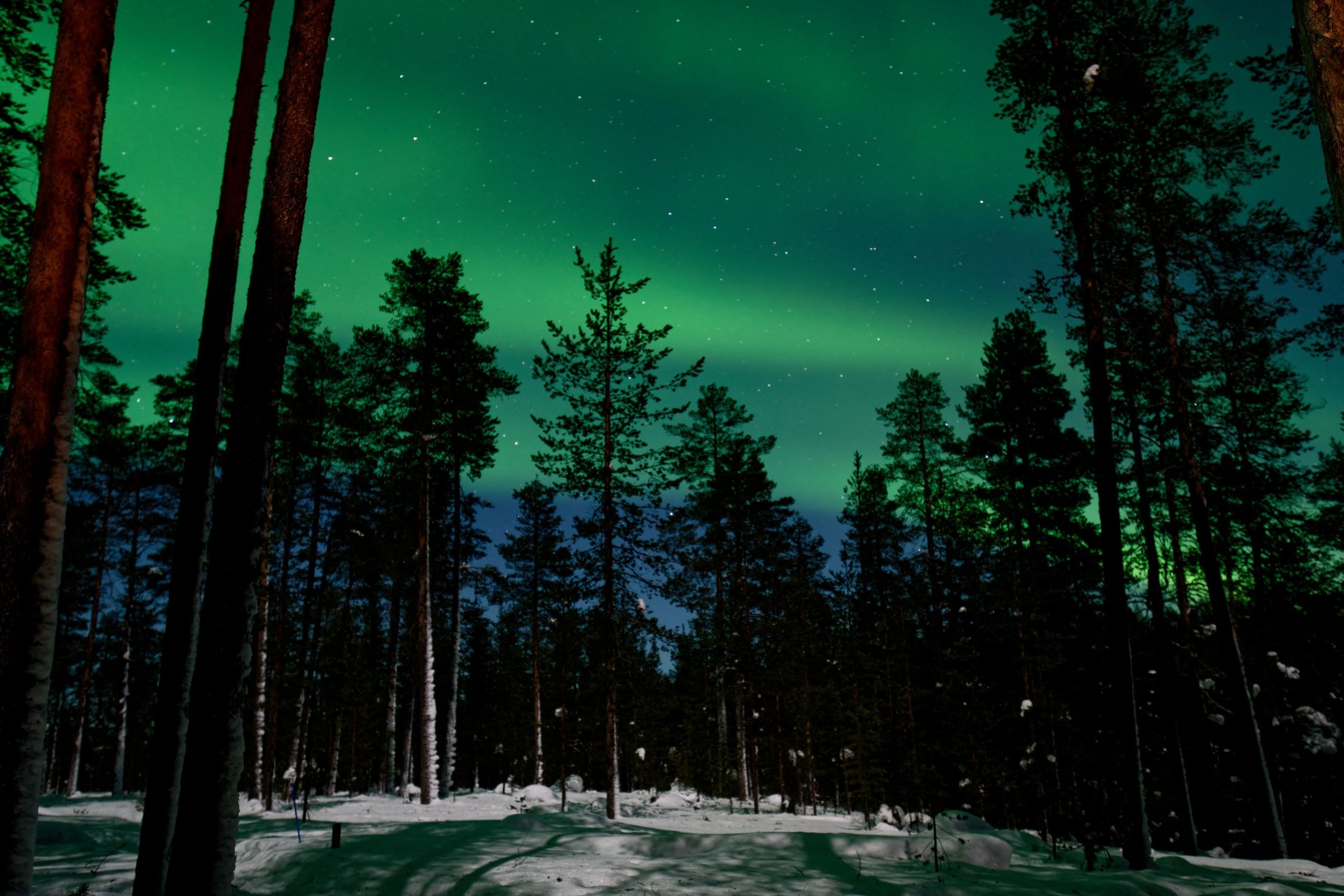 The Northern Lights over a snowy forest
