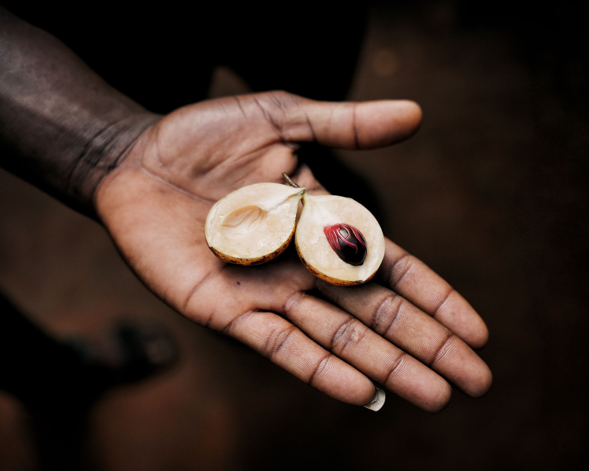 A nutmeg fruit held in an open hand