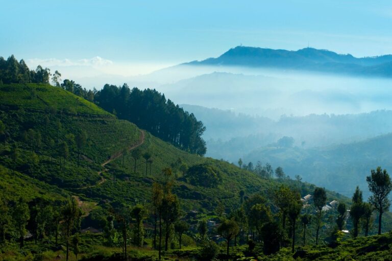 Misty morning in the tea hills of Nuwara Eliya