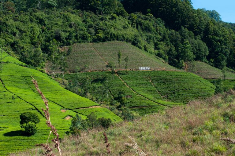 Tea plantations in Nuwara Eliya
