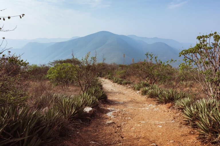 A dirt trail through the Oaxaca mountains