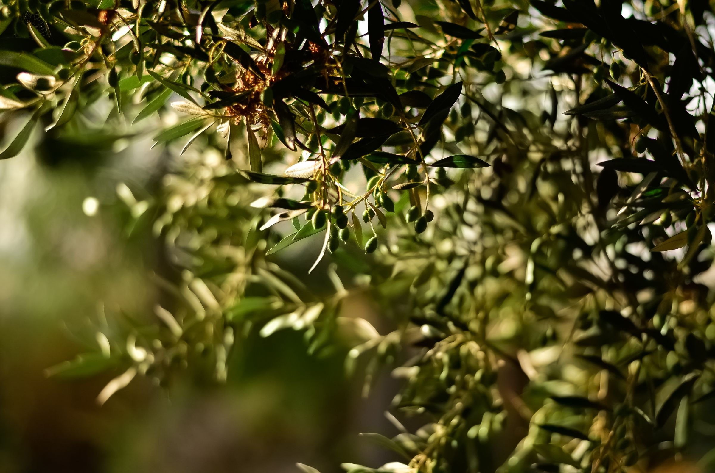 Olives ripening on the branch
