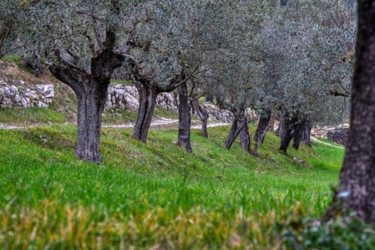 An old olive grove with stone walls