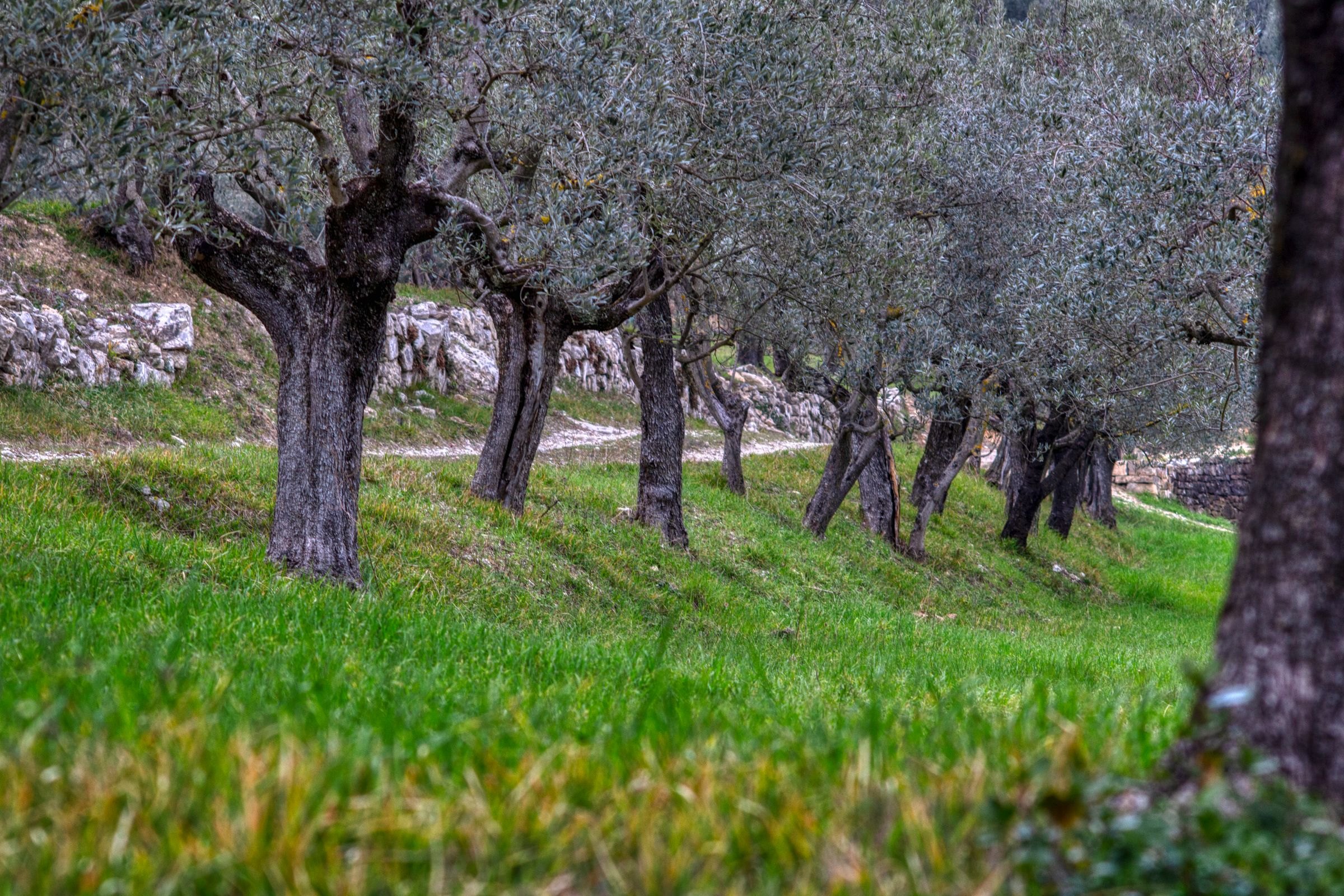 An old olive grove with stone walls