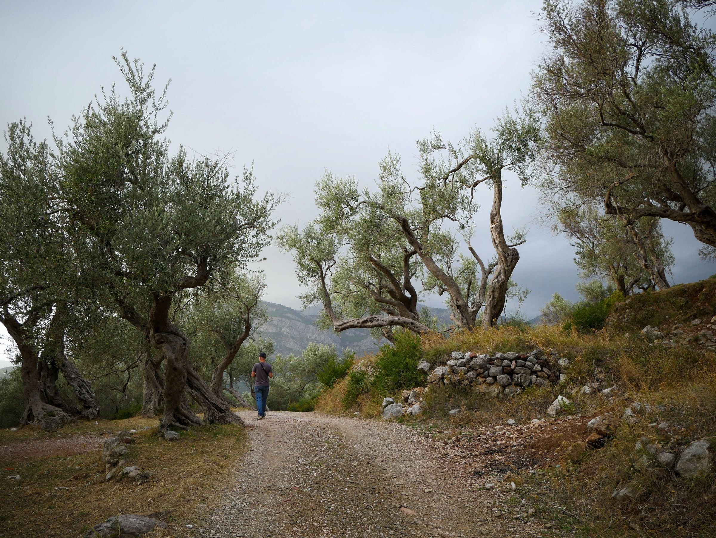 A walker on a path through an olive grove