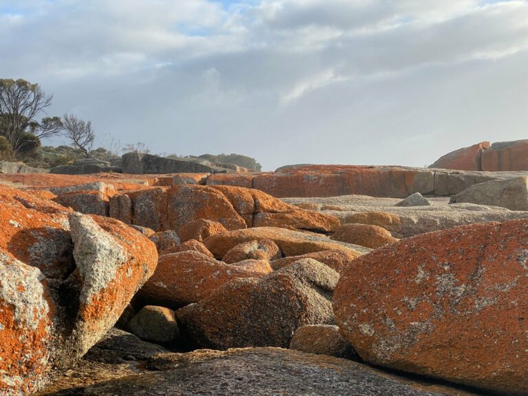 Orange-lichen rocks on the Bay of Fires coast