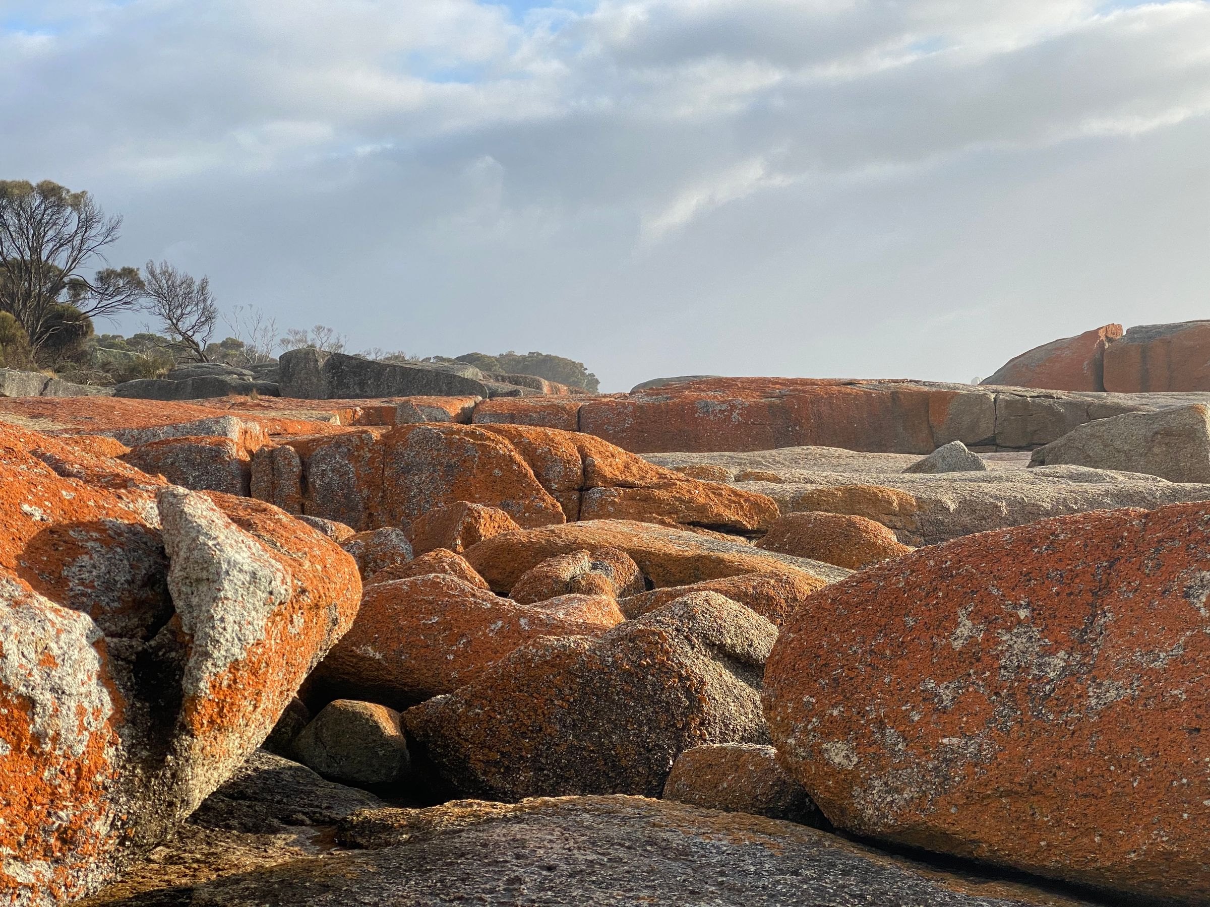 Orange-lichen rocks on the Bay of Fires coast