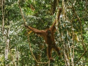 A wild orangutan in the rainforest canopy