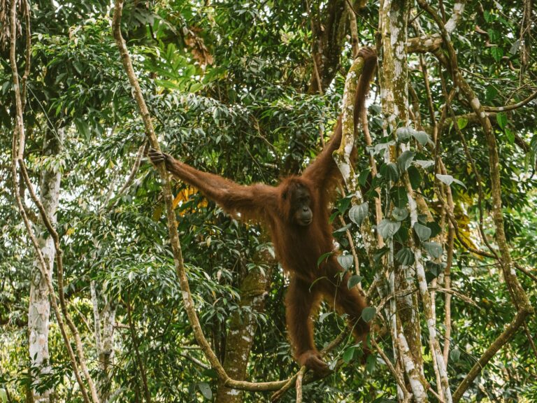 A wild orangutan in the rainforest canopy