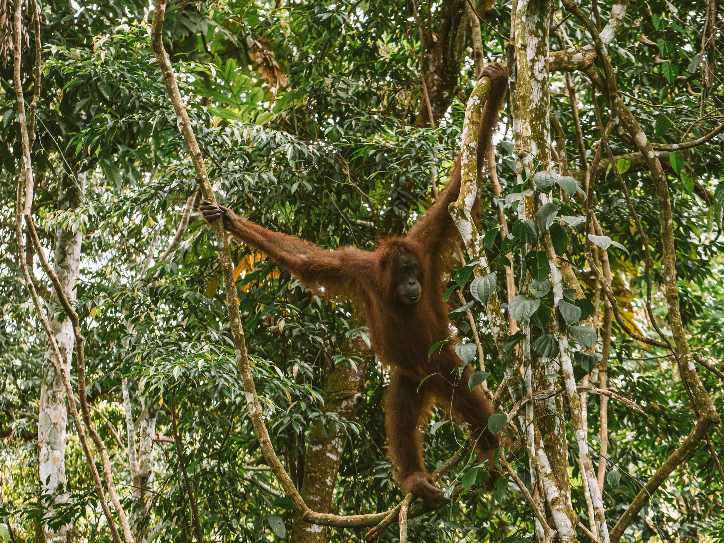 A wild orangutan in the rainforest canopy