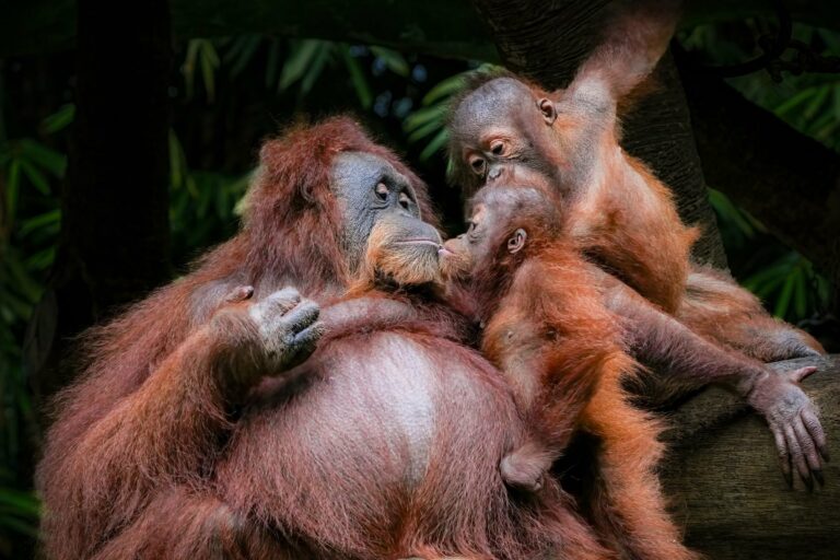An orangutan mother and young