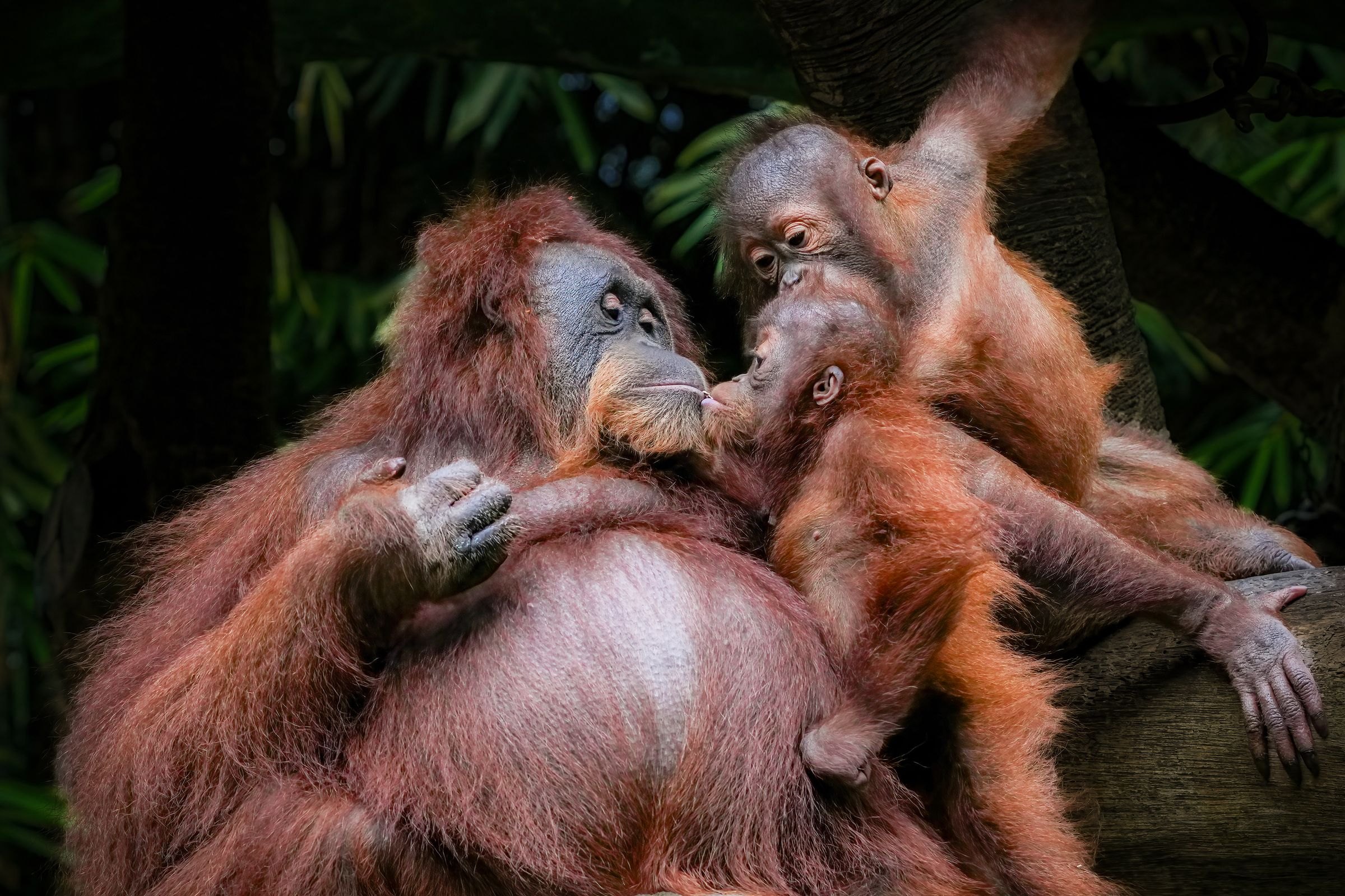 An orangutan mother and young