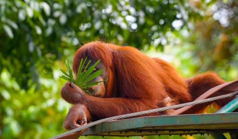 An orangutan resting on a feeding platform