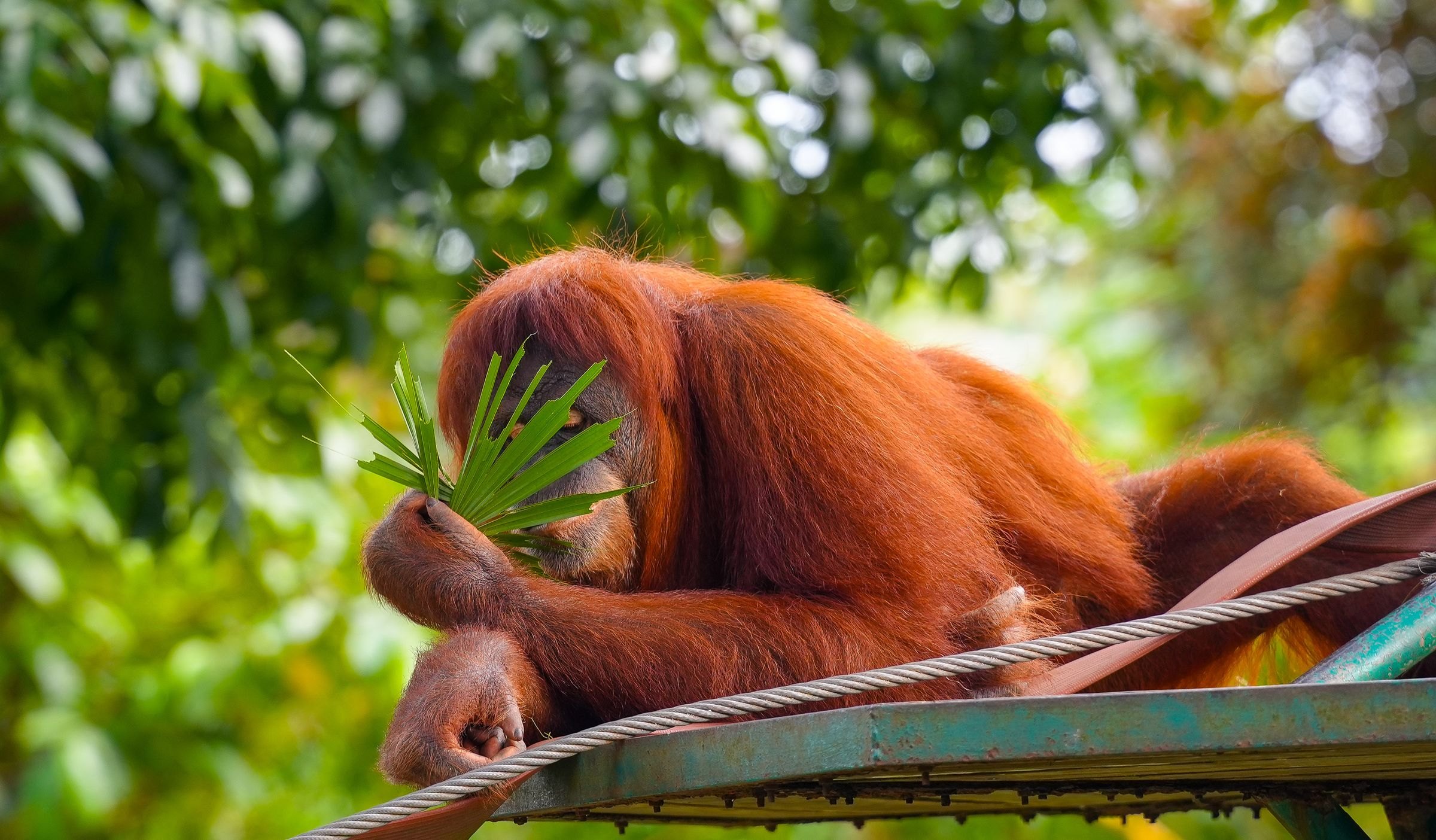 An orangutan resting on a feeding platform