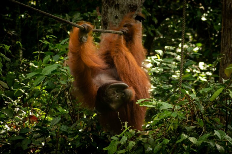 An orangutan climbing in the rainforest near Sandakan