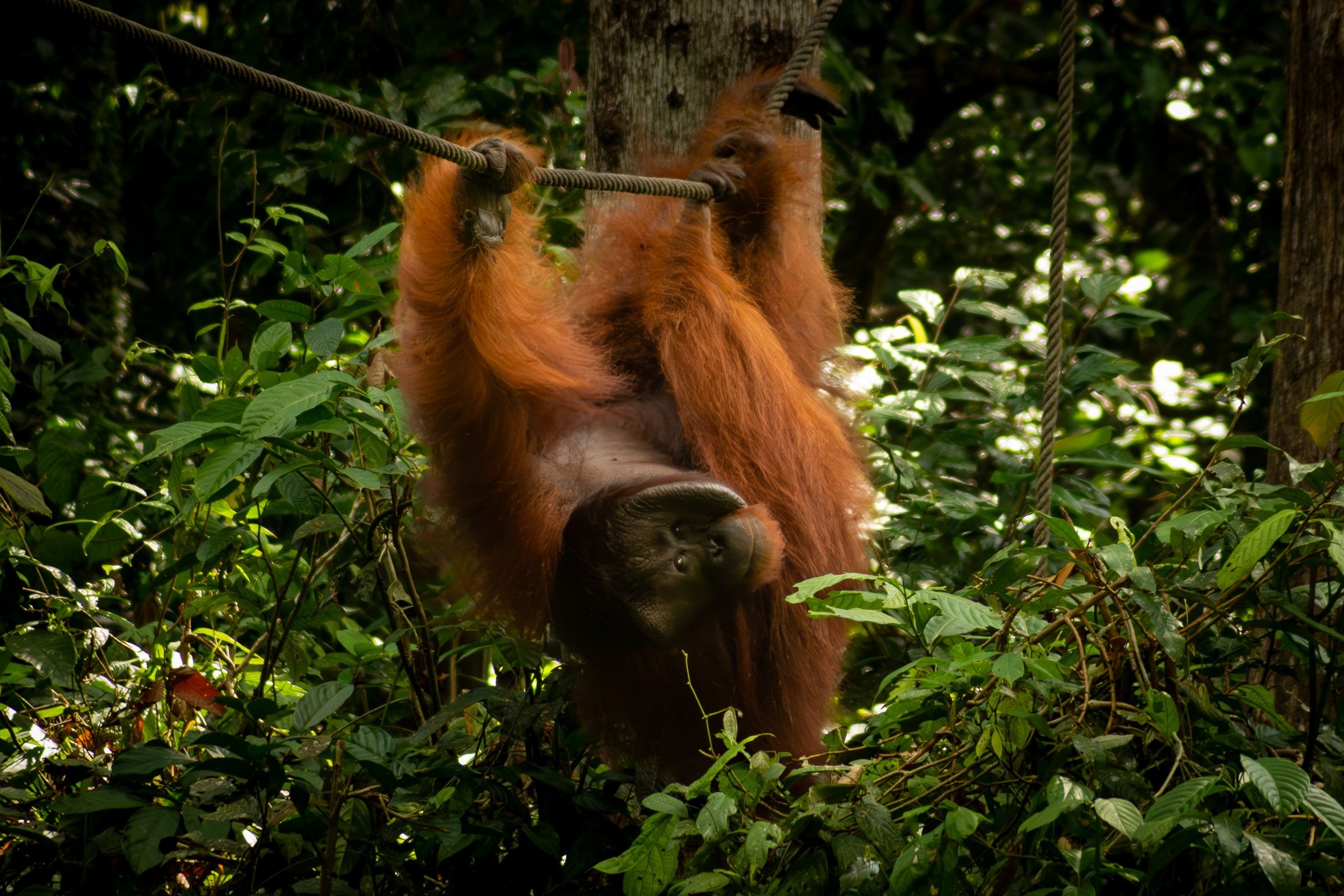 An orangutan climbing in the rainforest near Sandakan