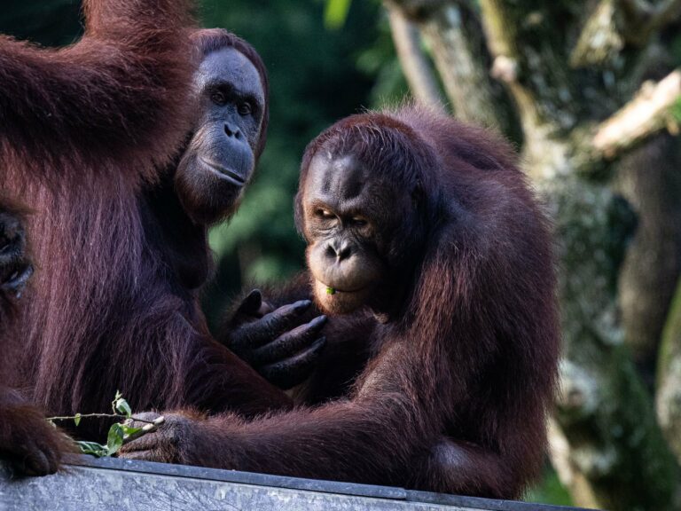 Two Bornean orangutans in the forest