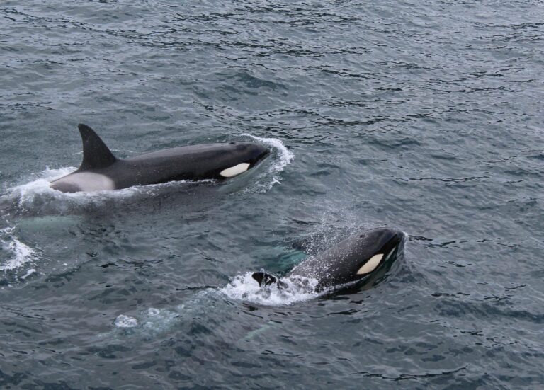 Orcas in the Pacific