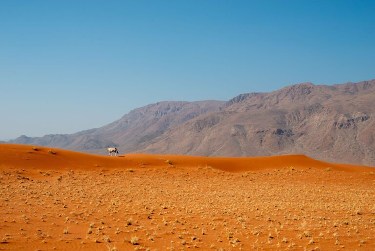 An oryx among red dunes in Namibia