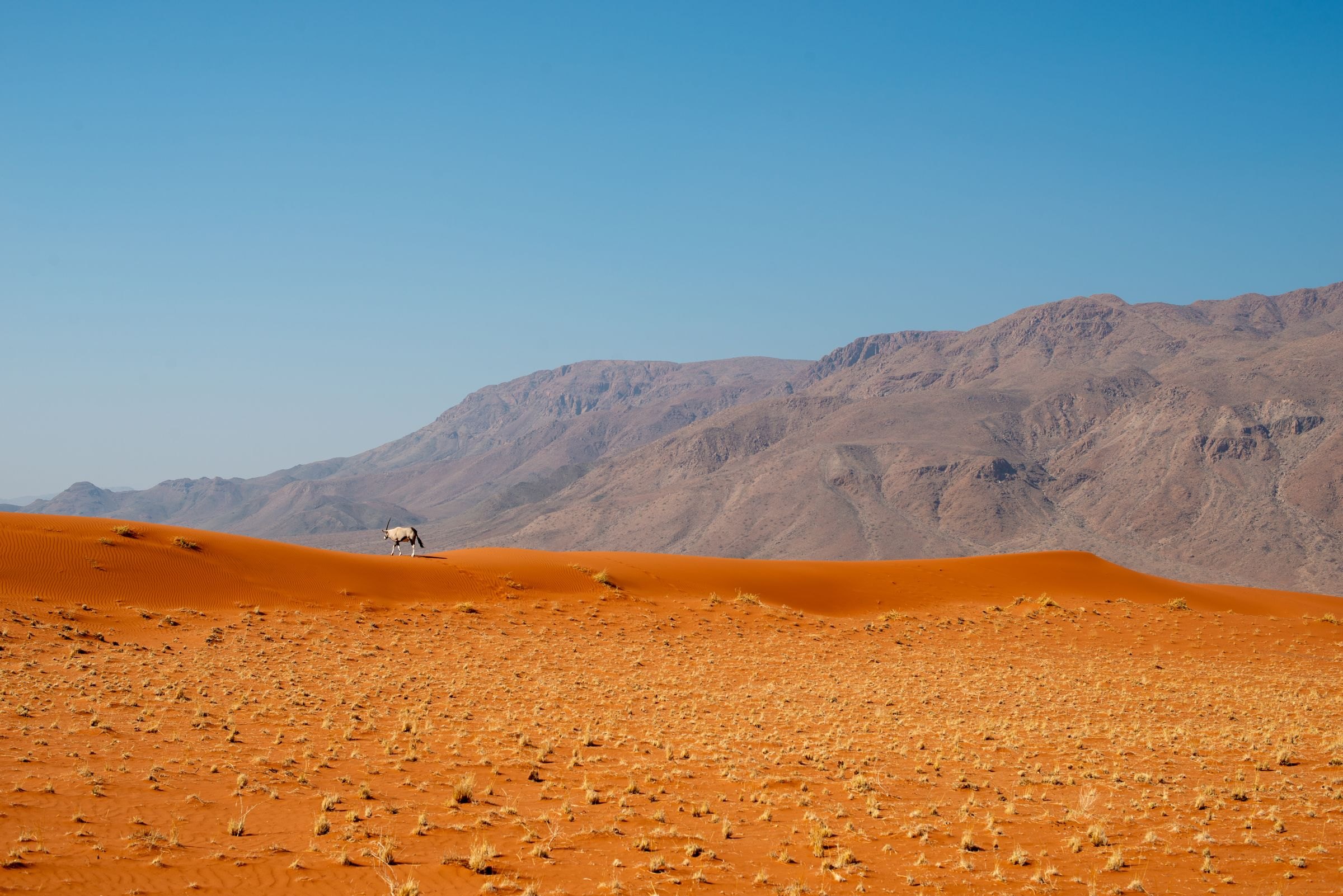An oryx among red dunes in Namibia