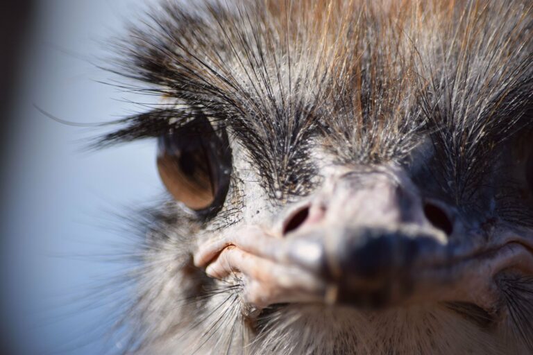 An ostrich in Oudtshoorn