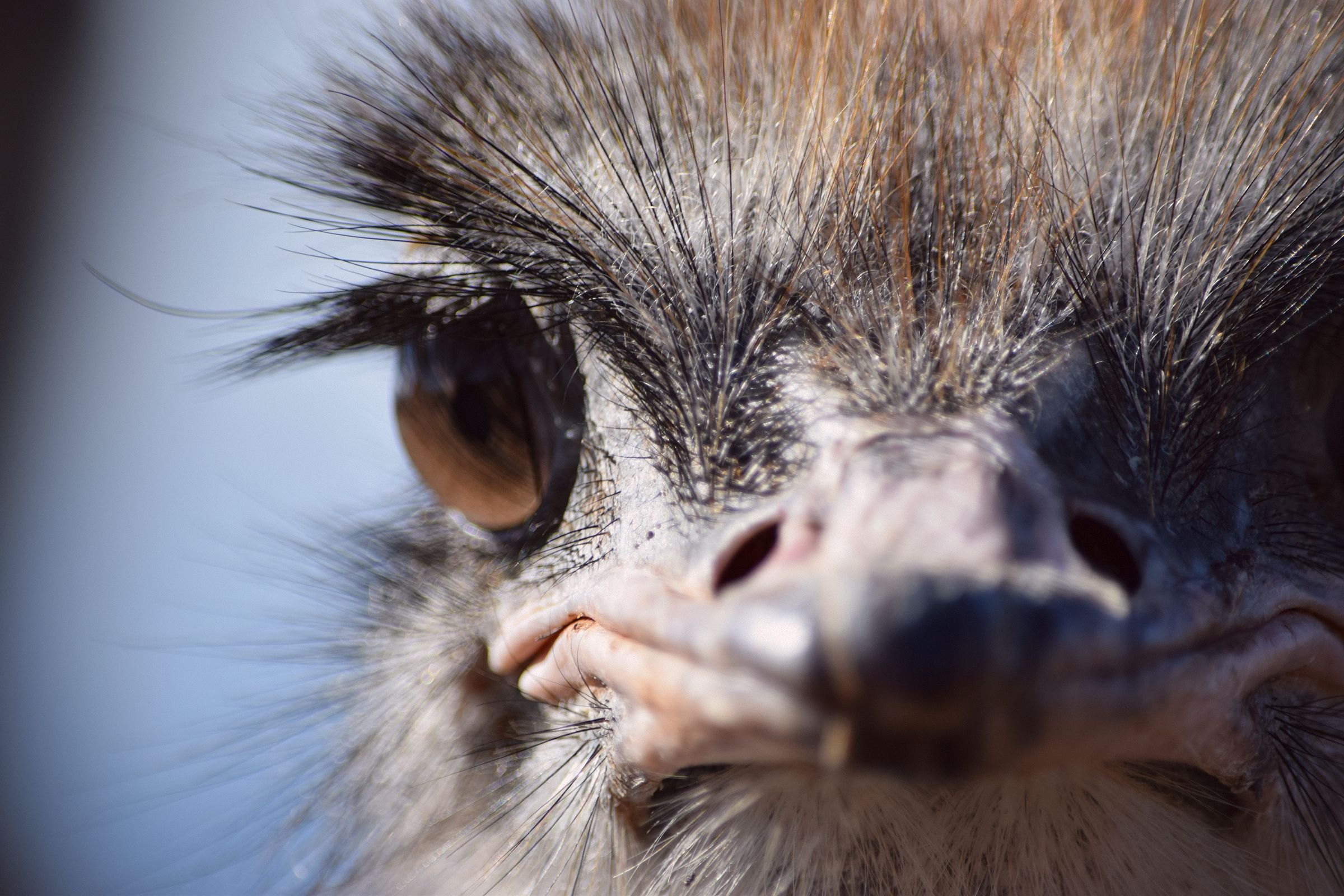 An ostrich in Oudtshoorn