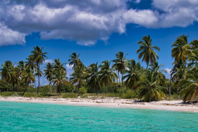 Palm trees on a Caribbean beach