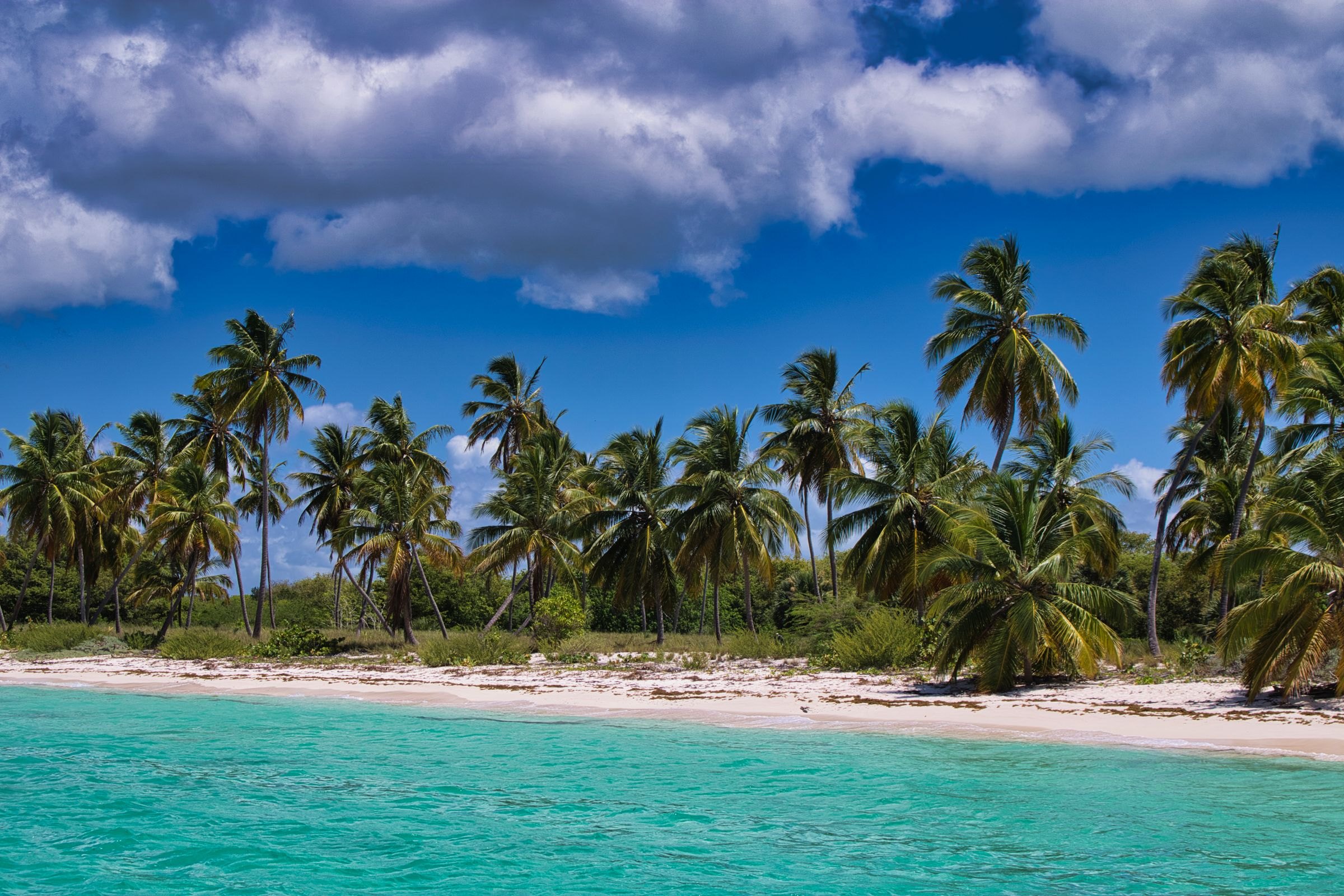 Palm trees on a Caribbean beach