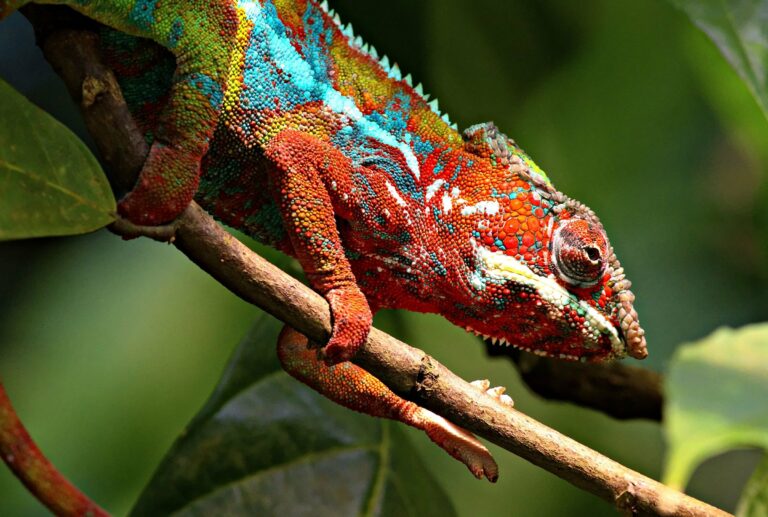 A brightly coloured panther chameleon on a branch