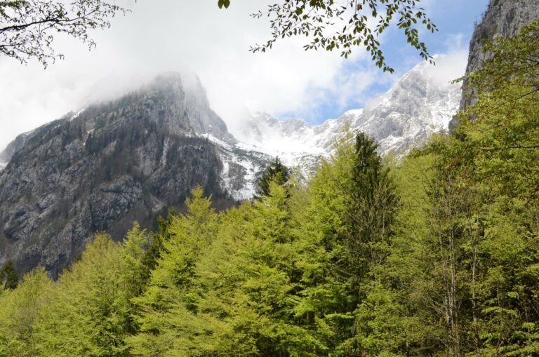 Peaks and green forest in the Julian Alps