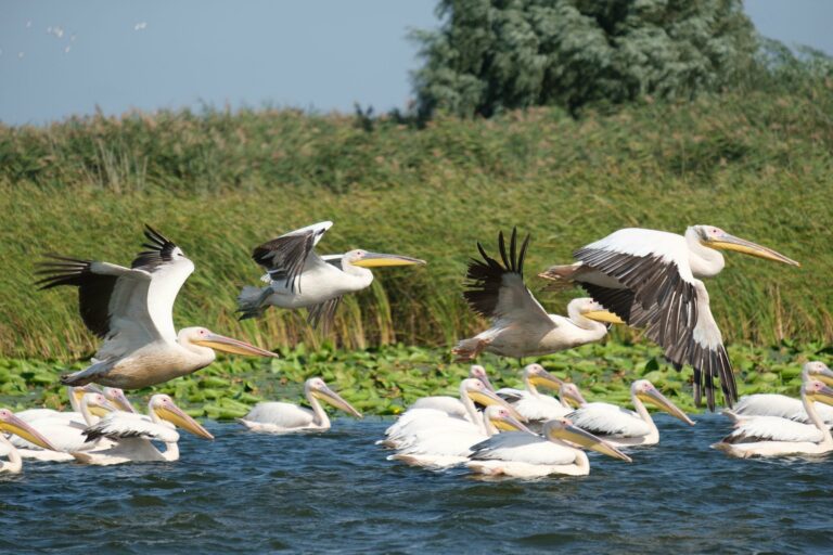 Pelicans taking off over the Danube Delta