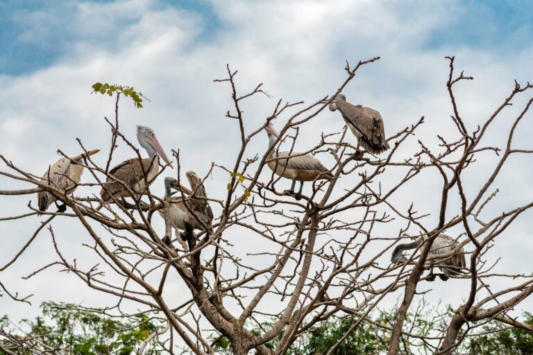 Pelicans perched in a tree