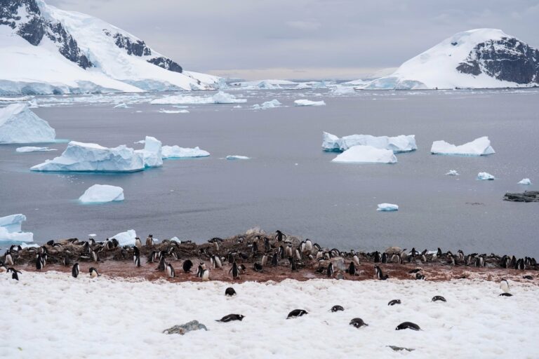 Penguins on a shore with icebergs and peaks beyond