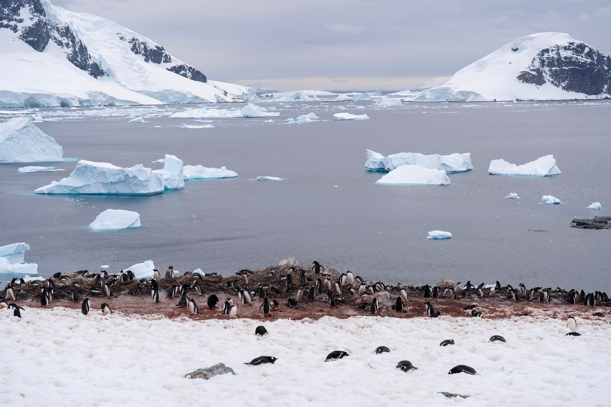 Penguins on a shore with icebergs and peaks beyond