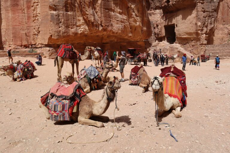 Camels with colourful saddles in Petra