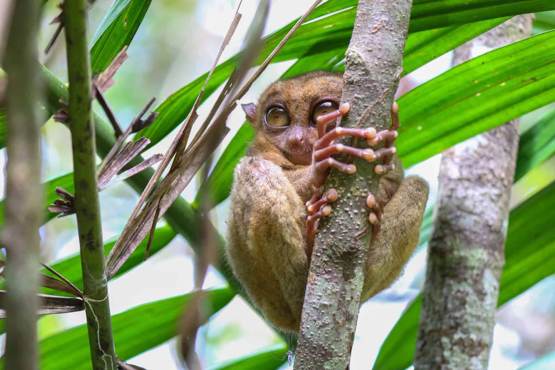 A Philippine tarsier clinging to a tree