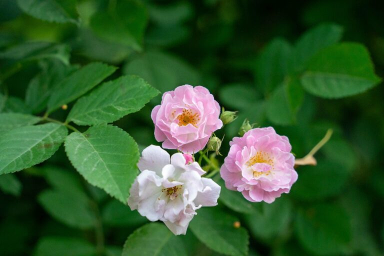 Pink roses in bloom