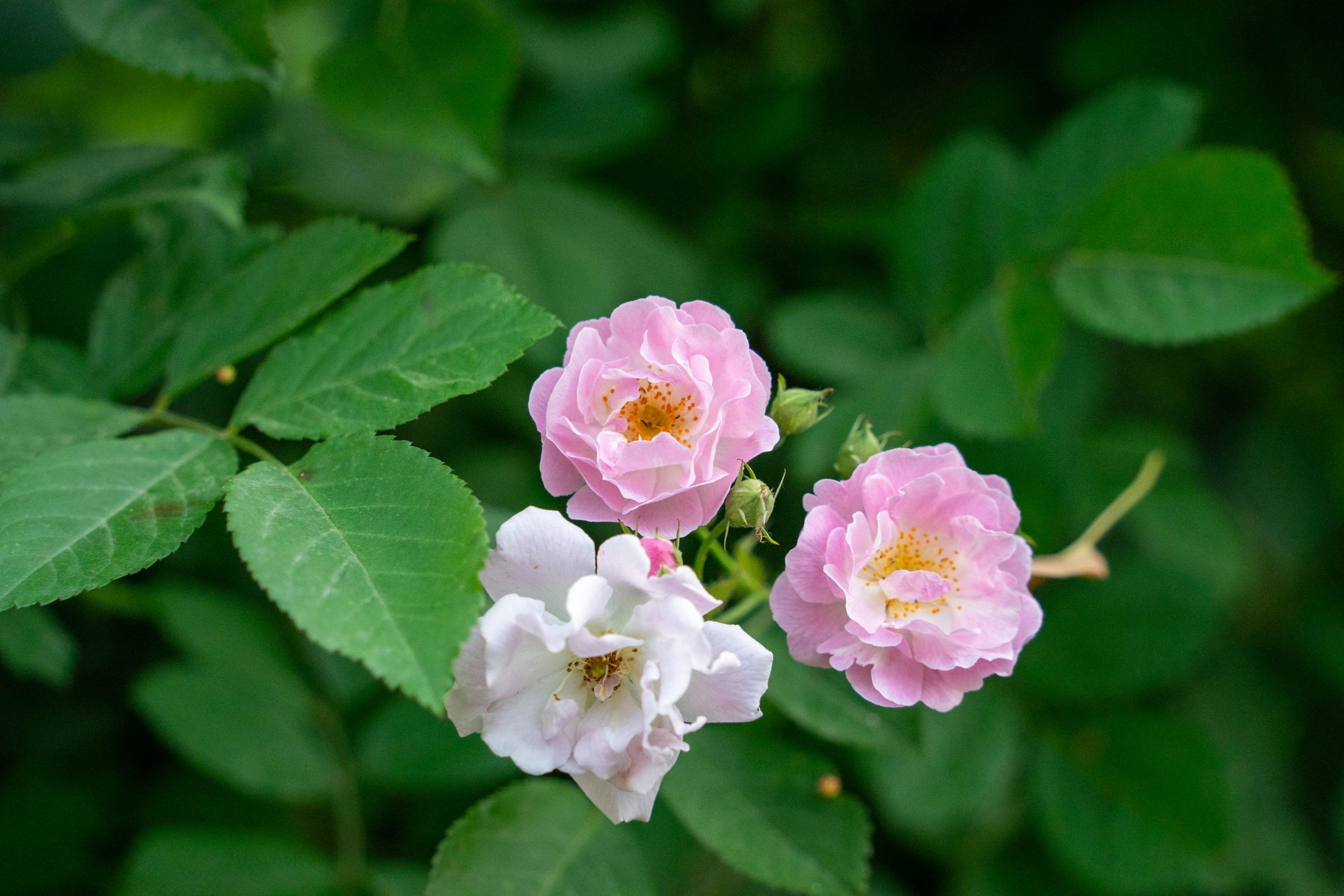 Pink roses in bloom