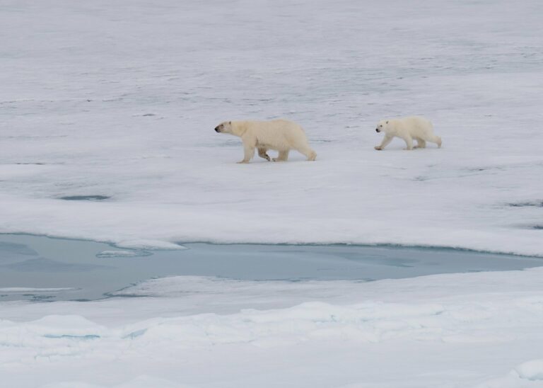 Polar bears on Arctic sea ice
