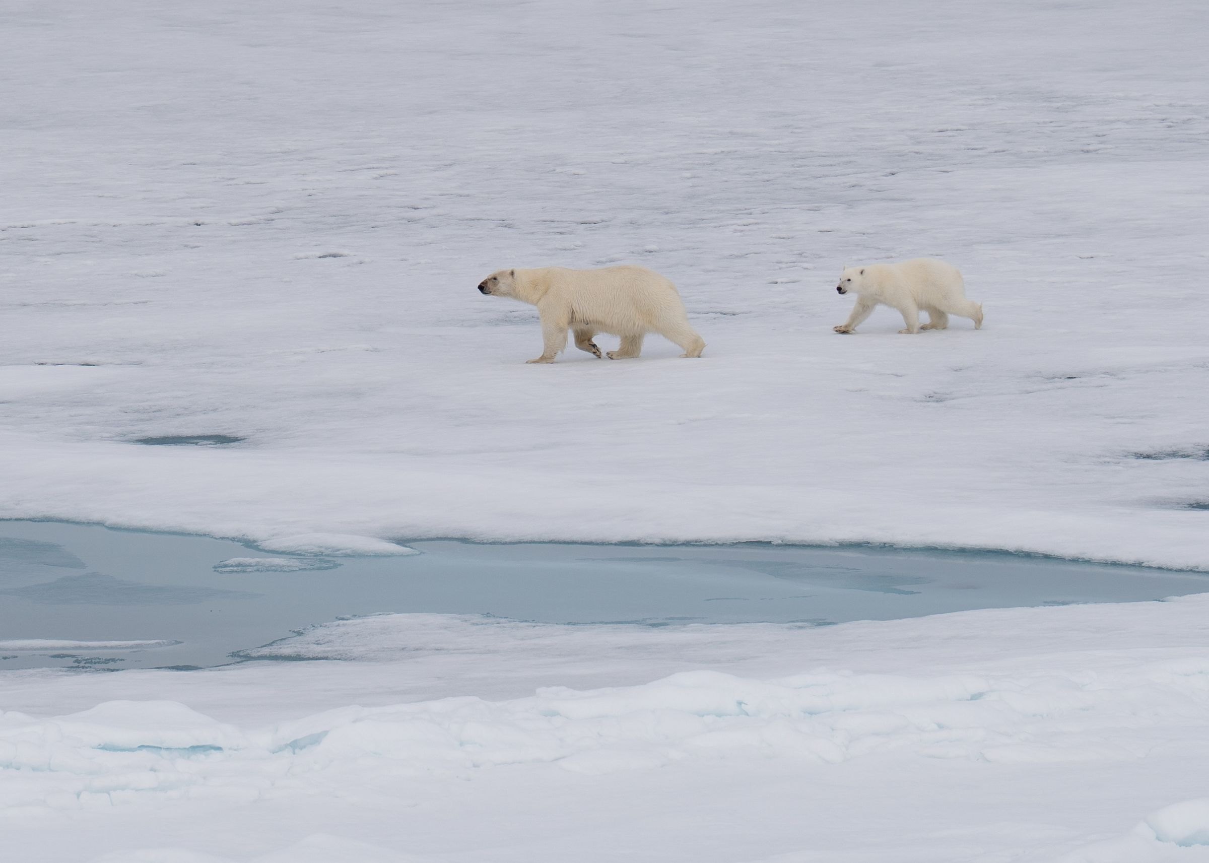 Polar bears on Arctic sea ice