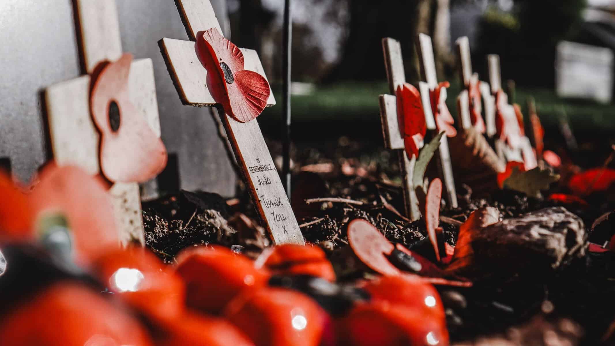 Crosses and red poppies of remembrance in a war cemetery