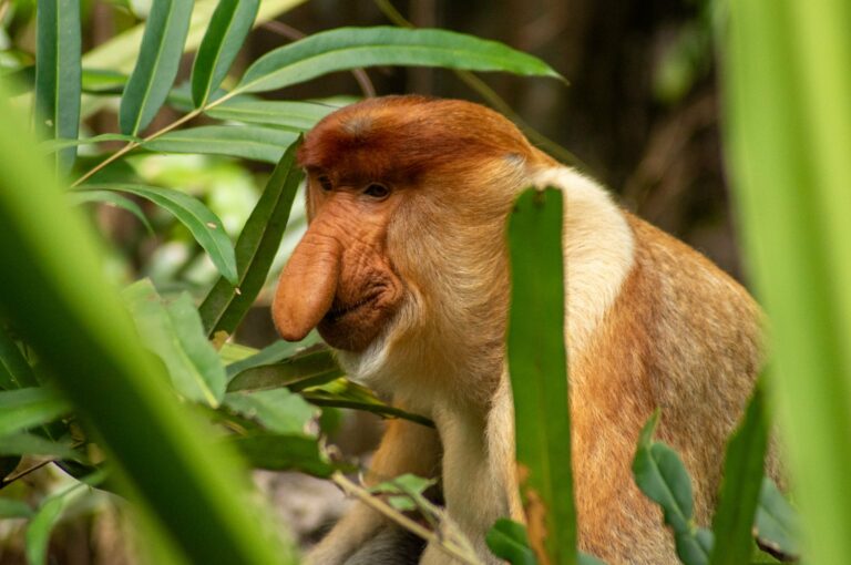 A proboscis monkey in the Sandakan rainforest